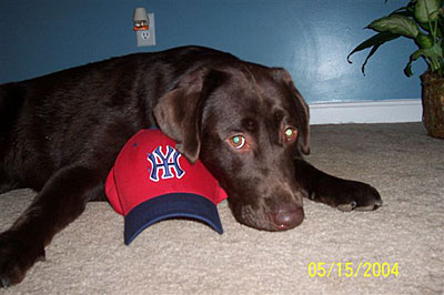 Yankees Hating Pup!